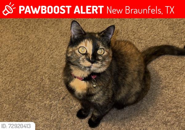 Lost Female Cat last seen Collection @ Gruene , New Braunfels, TX 78130