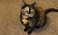 Lost Female Cat last seen Collection @ Gruene , New Braunfels, TX 78130