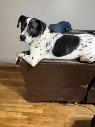 Reunited Male Dog last seen 24th and grand, Amarillo, TX 79107