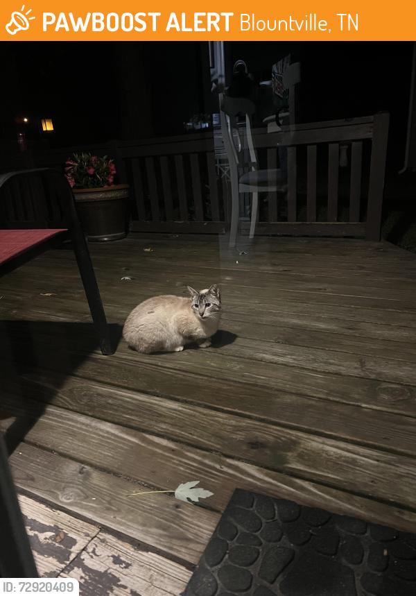 Found/Stray Unknown Cat last seen island road , Blountville, TN 37617