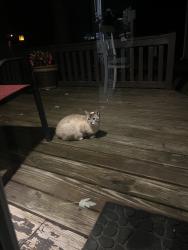 Found/Stray Unknown Cat last seen island road , Blountville, TN 37617