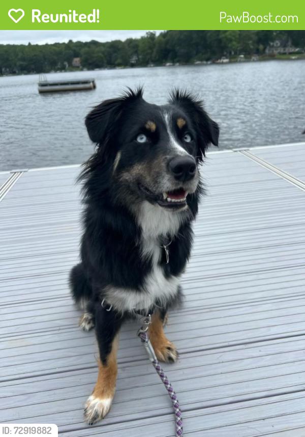 Reunited Female Dog last seen Vandermark Ave Nuangola PA, Nuangola, PA 18707