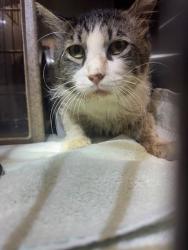 Shelter Stray Male Cat last seen , Irwindale, CA 91706