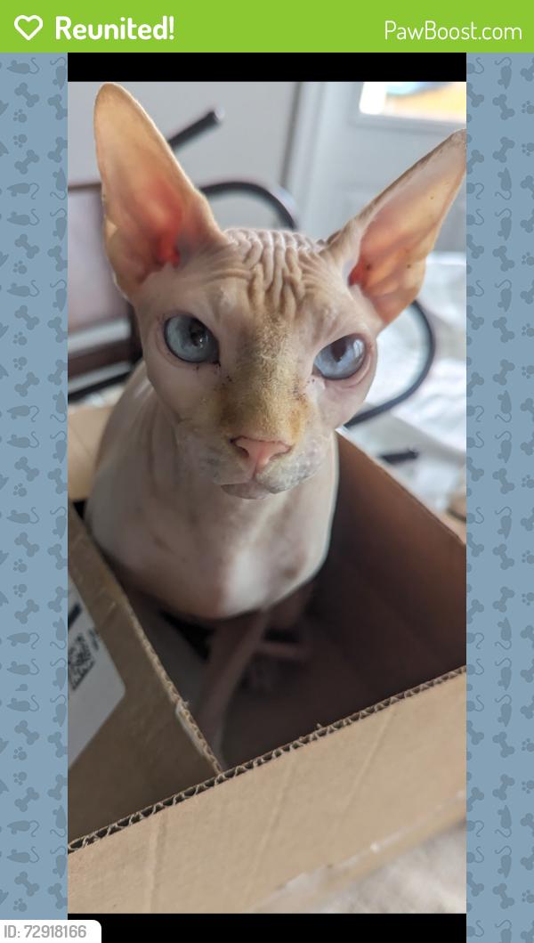 Reunited Male Cat last seen Cerro Castellan & San Marcos St in Lagos community , Manor, TX 78653