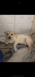 Reunited Male Dog last seen Port Tampa , Tampa, FL 33616