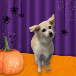 Lost Female Dog last seen 120th and Wilmington , Los Angeles, CA 90059