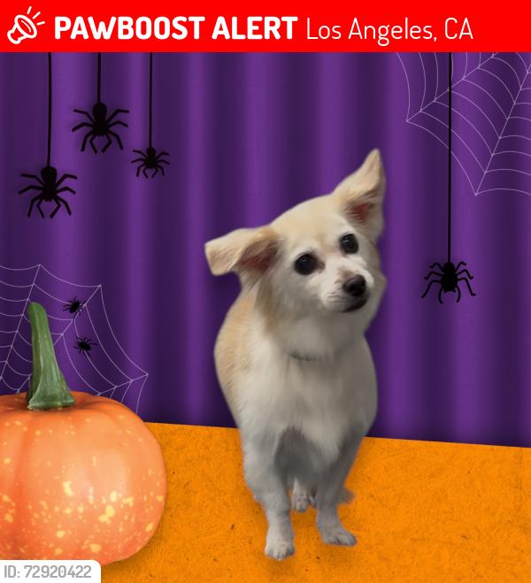 Lost Female Dog last seen 120th and Wilmington , Los Angeles, CA 90059