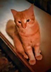 Reunited Male Cat last seen How can like road,  giles road , dunbar road , Warner Robins, GA 31093