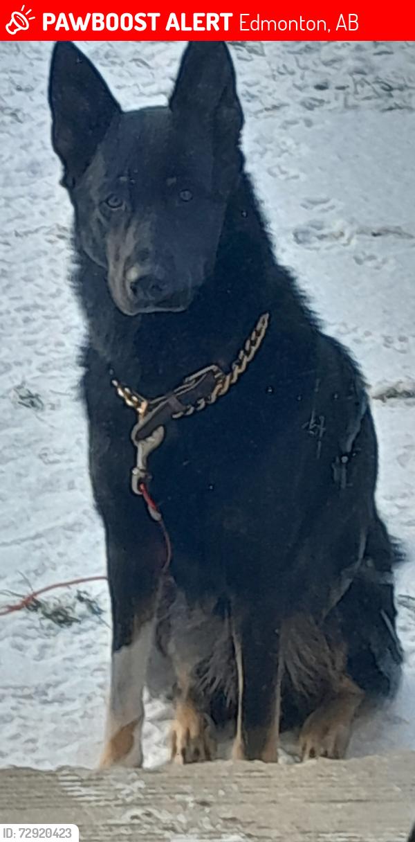 Lost Male Dog last seen Yellow head, Edmonton, AB 