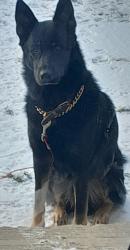 Lost Male Dog last seen Yellow head, Edmonton, AB 