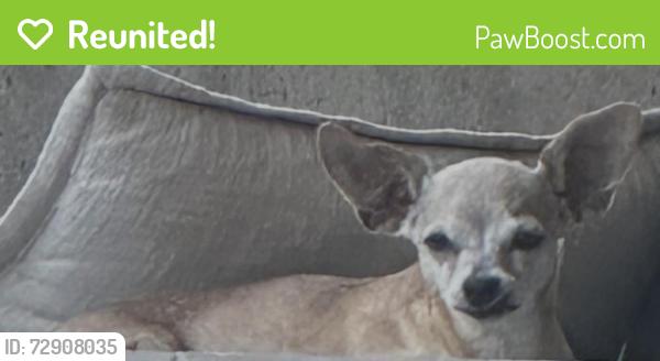 Reunited Female Dog last seen ELAC , Monterey Park, CA 91755