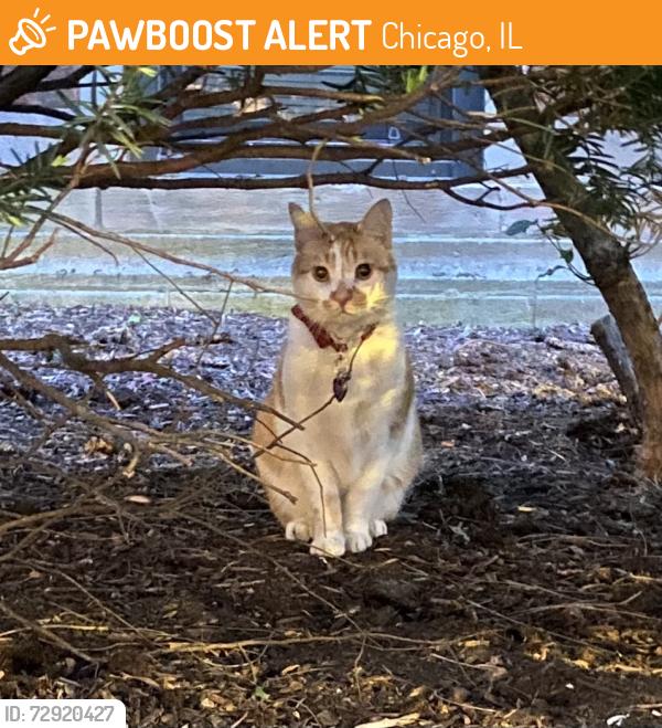 Found/Stray Unknown Cat last seen Sheridan and Belle Plaine, Chicago, IL 60613