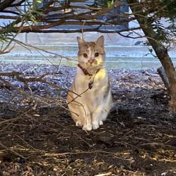 Found/Stray Unknown Cat last seen Sheridan and Belle Plaine, Chicago, IL 60613