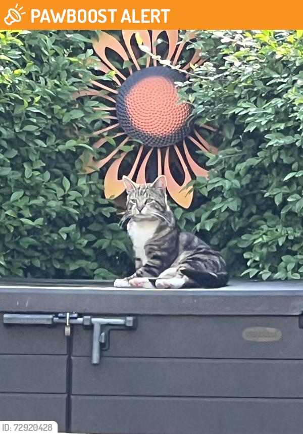 Found/Stray Male Cat last seen In our garden every day, Brockworth, England GL3
