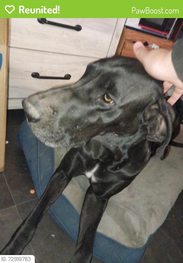 Reunited Female Dog last seen Gardener ln and Romero rd, Tucson, AZ 85705