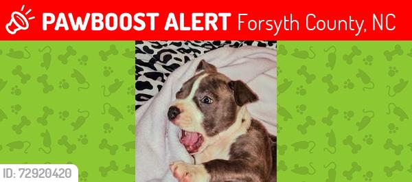 Lost Male Dog last seen by lawson ridge dr near pine hall rd walkertown, Forsyth County, NC 27051