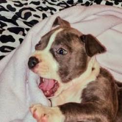Lost Male Dog last seen by lawson ridge dr near pine hall rd walkertown, Forsyth County, NC 27051