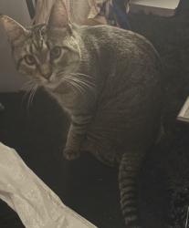 Reunited Male Cat last seen john f kennedy park, Eastpointe, MI 48021