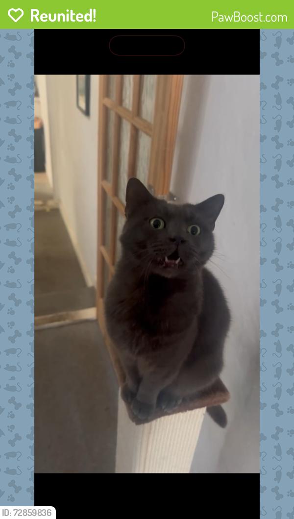 Reunited Male Cat last seen Priory Road, Portsmouth, England PO4