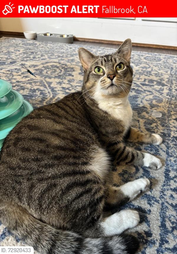 Lost Female Cat last seen Near willow glen road , Fallbrook, CA 92028