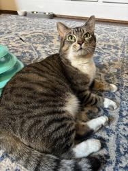 Lost Female Cat last seen Near willow glen road , Fallbrook, CA 92028