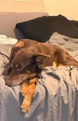 Reunited Male Dog last seen 112th and Highway 85, Commerce City, CO 80640