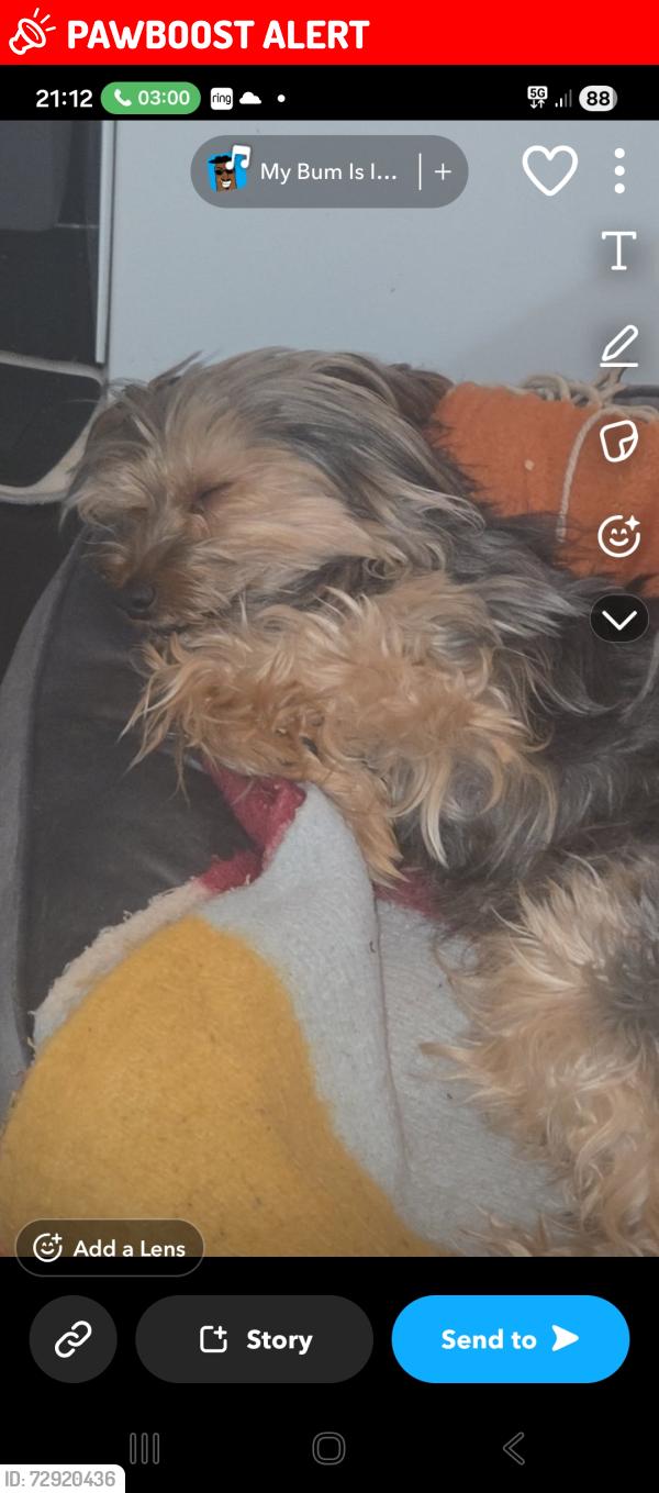 Lost Male Dog last seen Brandwood park rd kings heath, King's Heath, England B14