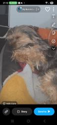 Lost Male Dog last seen Brandwood park rd kings heath, King's Heath, England B14