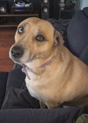 Reunited Female Dog last seen 112th and Highway 85, Commerce City, CO 80640
