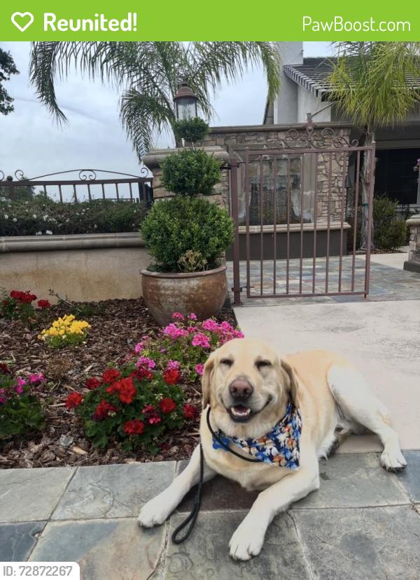 Reunited Male Dog last seen Near Aberdeen lane , El Dorado Hills, CA 95762