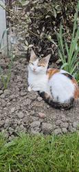 Reunited Female Cat last seen Parson Cross Park, South Yorkshire, England S5