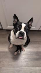 Reunited Female Dog last seen N. Powell Ave , Columbus, OH 43204