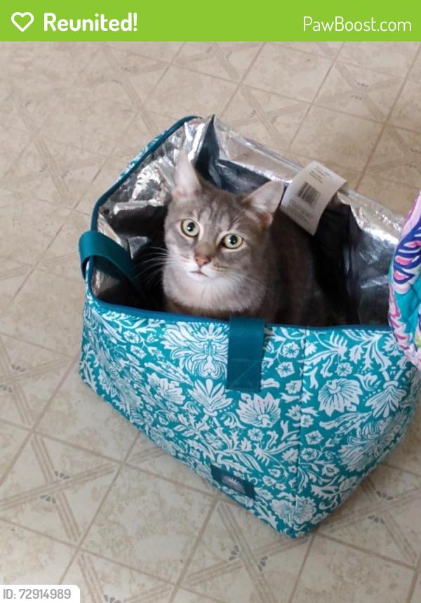 Reunited Female Cat last seen In alley between Reynolds and Rundle Ave, Scranton, PA 18504