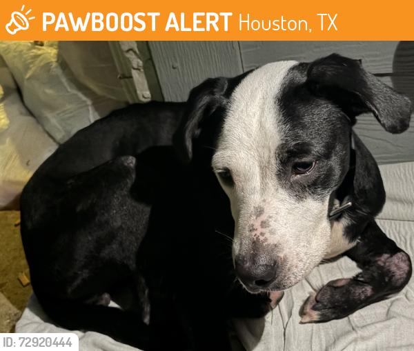 Found/Stray Female Dog last seen Near street / ocee , Houston, TX 77063