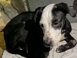 Found/Stray Female Dog last seen Near street / ocee , Houston, TX 77063