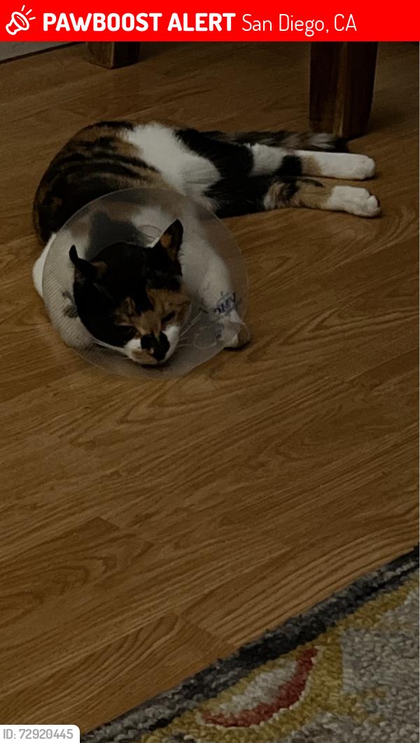 Lost Female Cat last seen Lake Arago and lake Murray , San Diego, CA 92119