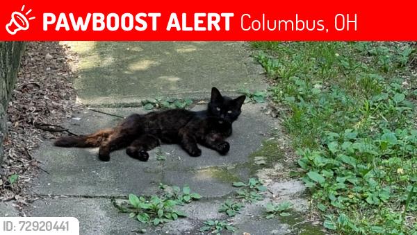 Lost Male Cat last seen Highland and Floral Avenue, Columbus, OH 43223