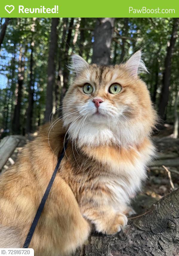 Reunited Female Cat last seen Near the intersection of Peterson Place and Wildflower Place, North Oaks, MN 55127