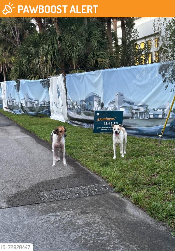Found/Stray Unknown Dog last seen Near Family Church Jupiter , Palm Beach County, FL 33458