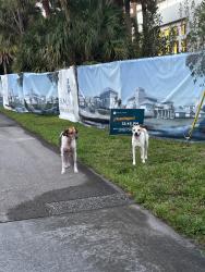 Found/Stray Unknown Dog last seen Near Family Church Jupiter , Palm Beach County, FL 33458