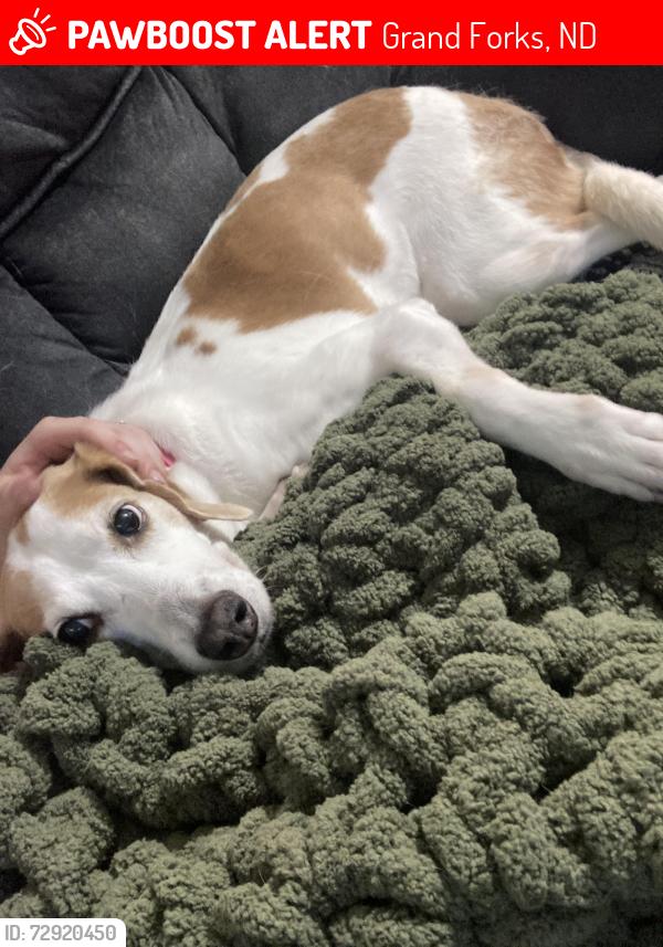 Lost Female Dog last seen University ave by 55th, Grand Forks, ND 58203