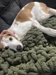 Lost Female Dog last seen University ave by 55th, Grand Forks, ND 58203