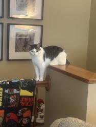 Lost Male Cat last seen quarry park, De Pere, WI 54115