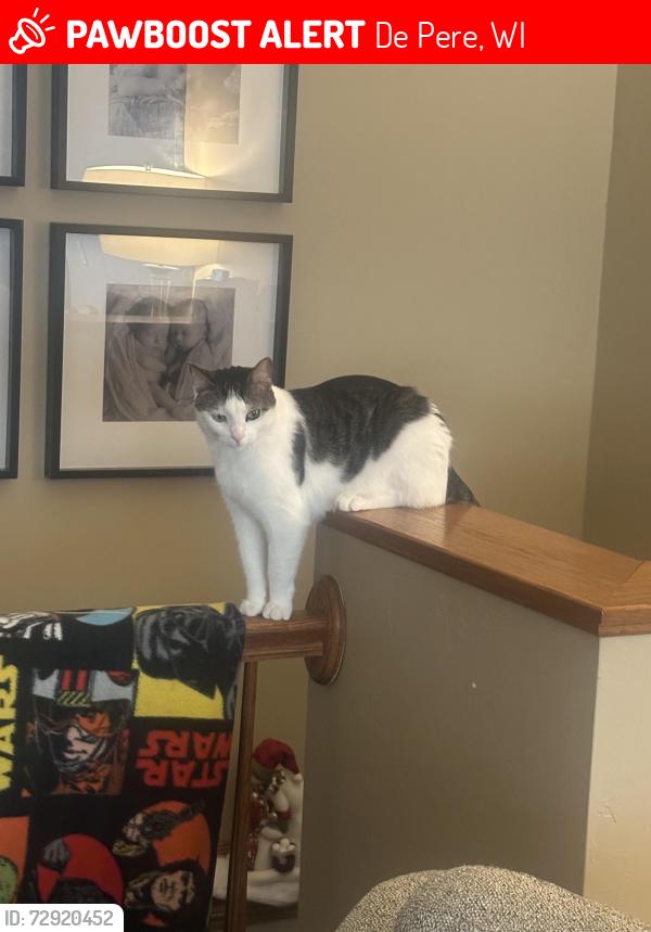 Lost Male Cat last seen quarry park, De Pere, WI 54115