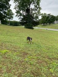 Found/Stray Female Dog last seen Poplar Springs Rd and Davis Ferry Rd, Loudon County, TN 37774