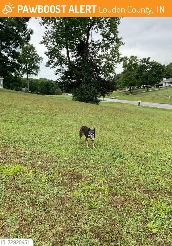 Found/Stray Female Dog last seen Poplar Springs Rd and Davis Ferry Rd, Loudon County, TN 37774