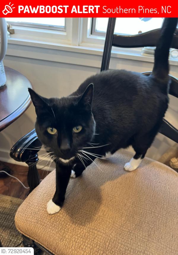 Lost Male Cat last seen Midland Rd & Sandavis Rd, Southern Pines, NC 28387
