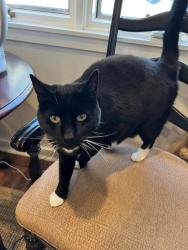 Lost Male Cat last seen Midland Rd & Sandavis Rd, Southern Pines, NC 28387