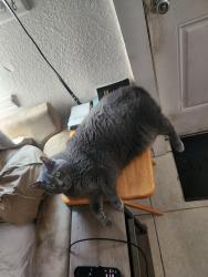 Reunited Male Cat last seen 18th ave west and 14th st west, Bradenton, FL 34205