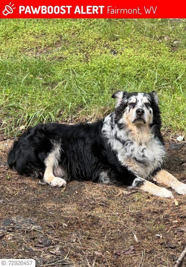 Lost Male Dog last seen Near Bartrug Rd. Fairmont, WV, Fairmont, WV 26554